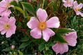 Virginia Rose Native Plant 2 Gallon – Rosa virginiana Pink Flowering Shrub for Garden Landscape