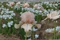 Bearded Iris ‘Concertina’ Rhizome 3 Pack – #1 Grade Flower Bulbs for Garden, Spring Bloom, Fragrant Iris Plants, Perennial Garden Flower