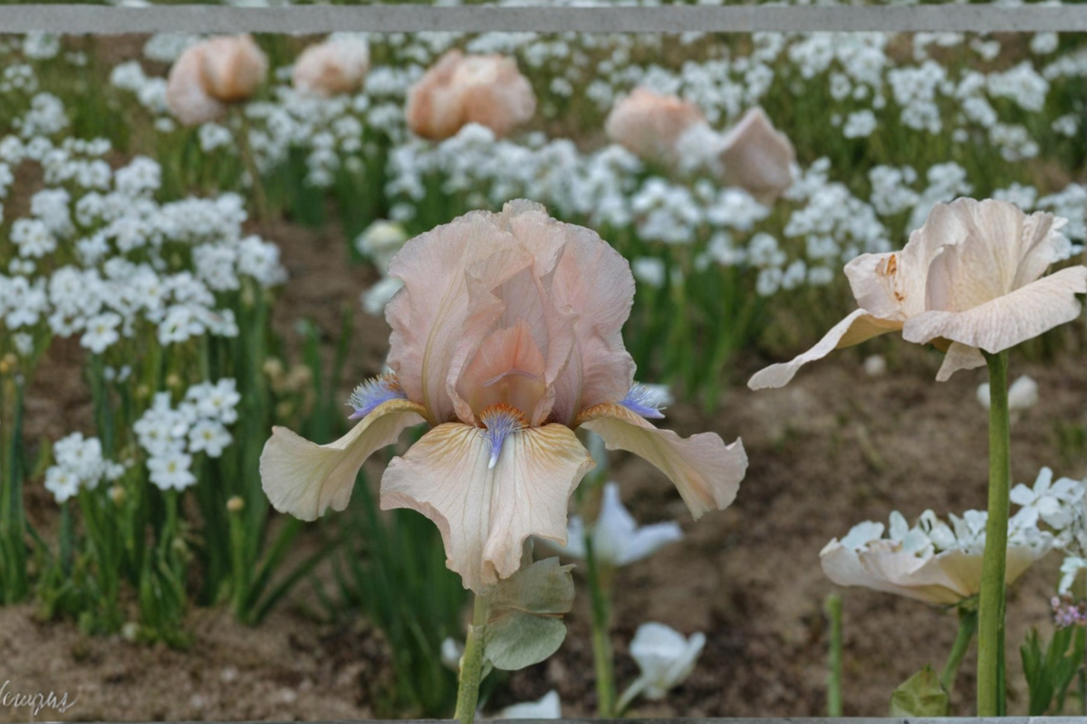 Bearded Iris ‘Concertina’ Rhizome 3 Pack – #1 Grade Flower Bulbs for Garden, Spring Bloom, Fragrant Iris Plants, Perennial Garden Flower