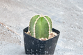 Mexican Fence Post Cactus Live Plant | 2 Inch Pot | Pachycereus marginatus | Indoor Outdoor Succulent