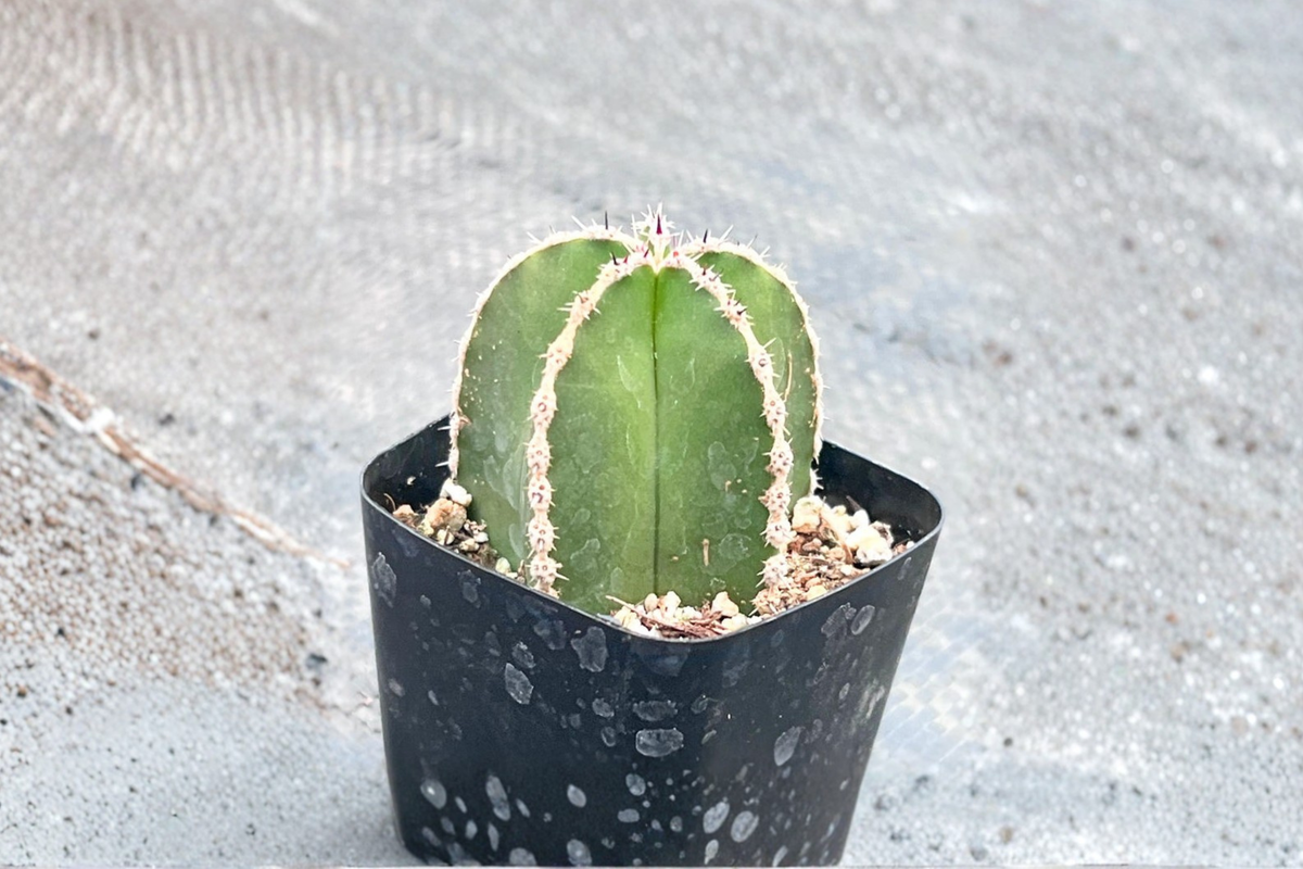 Mexican Fence Post Cactus Live Plant | 2 Inch Pot | Pachycereus marginatus | Indoor Outdoor Succulent