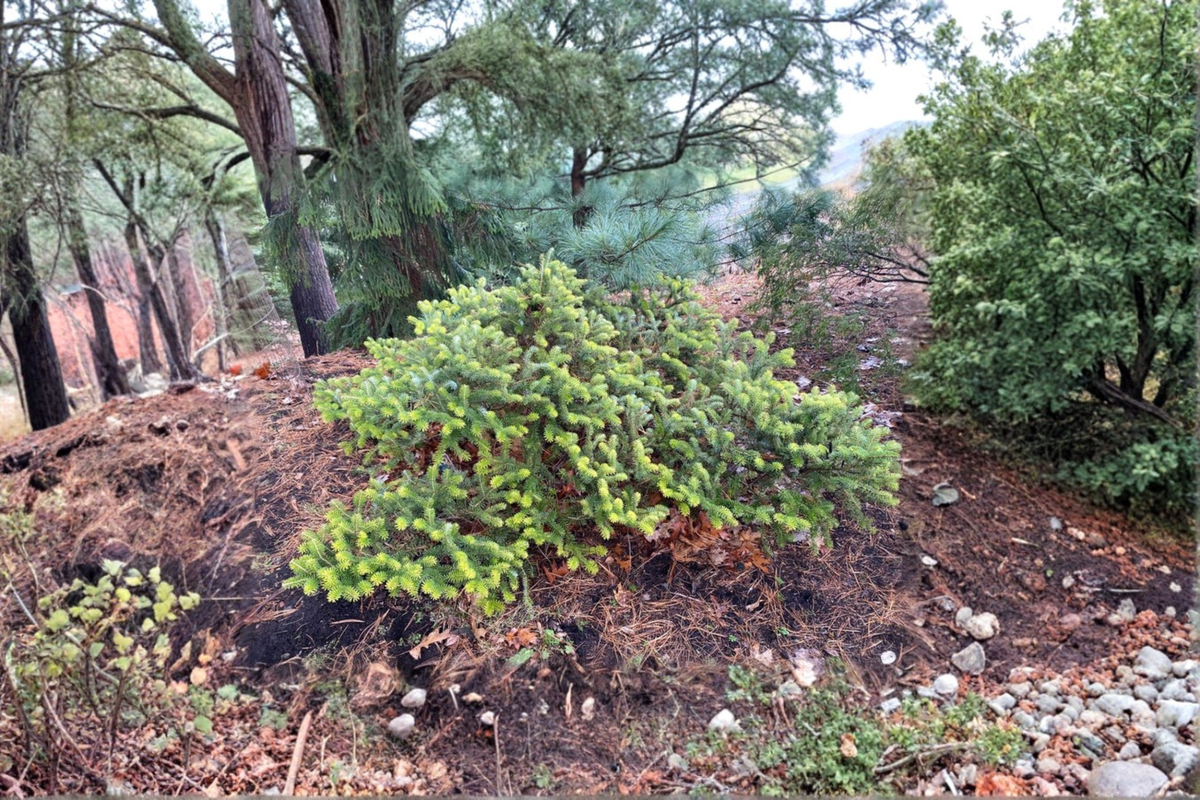 Golden Korean Fir Live Plant 1 Gallon Pot, Abies koreana ‘Aurea’, Compact Evergreen Tree, 12 Inch Tall