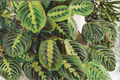 Red Maranta Prayer Plant Live Indoor Houseplant in 4-Inch Pot, Maranta leuconeura 'Erythroneura' with Red Veined Foliage