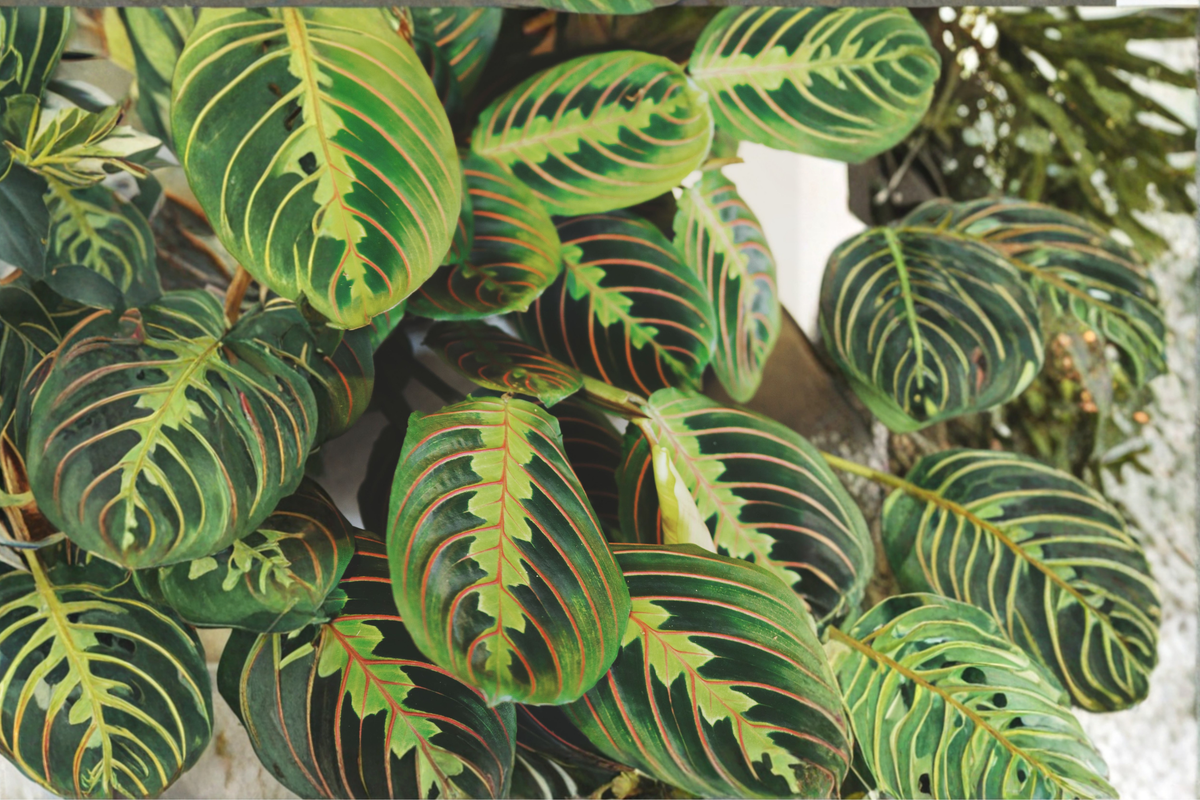 Red Maranta Prayer Plant Live Indoor Houseplant in 4-Inch Pot, Maranta leuconeura 'Erythroneura' with Red Veined Foliage