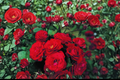Mr Lincoln Hybrid Tea Rose Bush – 3 Gallon Live Plant with Deep Red Blooms, Garden Landscape, Outdoor Flowering Shrub Rosa