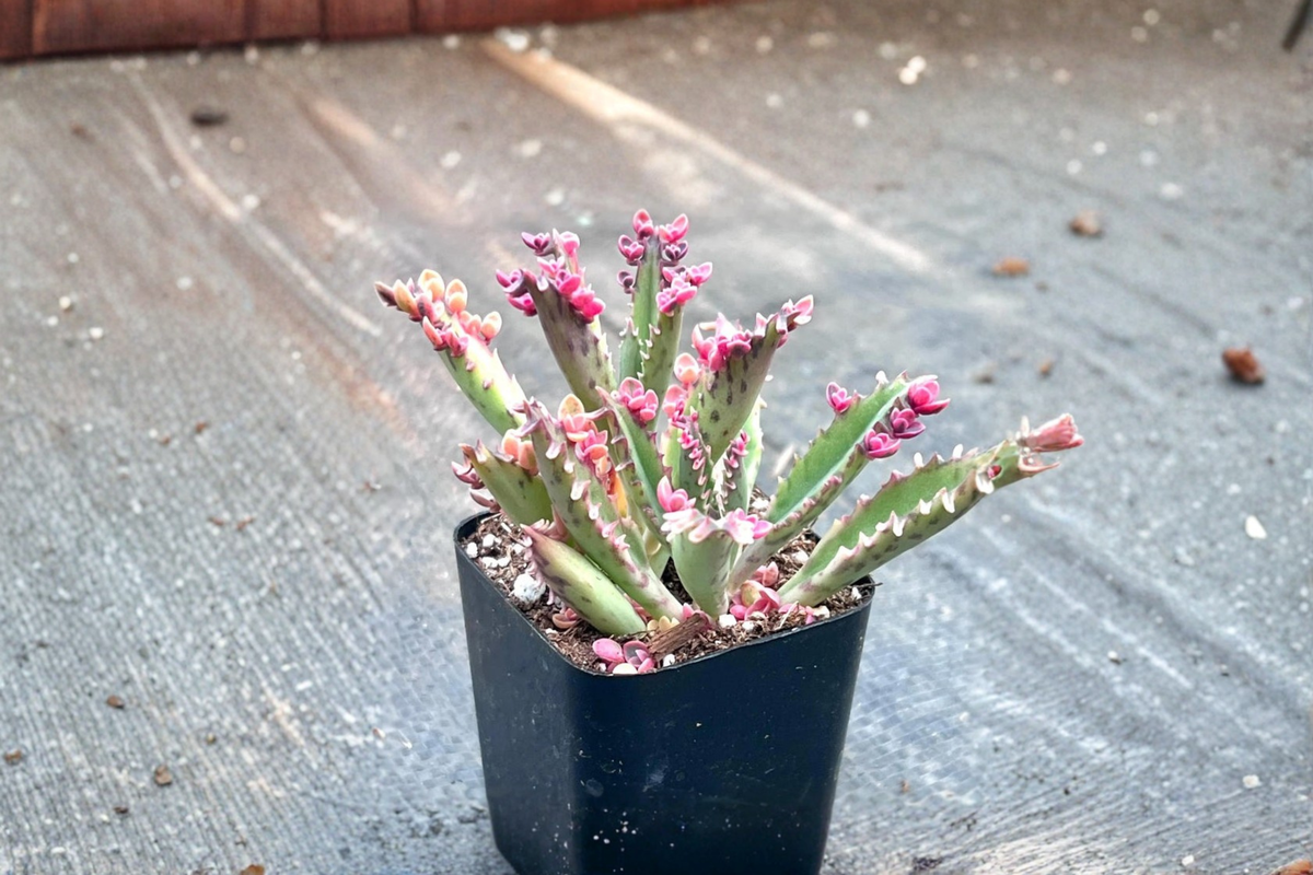 Kalanchoe Pink Butterflies Live Plant – Rare Succulent Indoor Houseplant, Rooted Starter, Pink Foliage, Kalanchoe cultivar