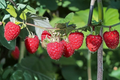 Jumbo Raspberry Seeds – Rubus idaeus, 30 Pack for Outdoor Garden & Container Growing