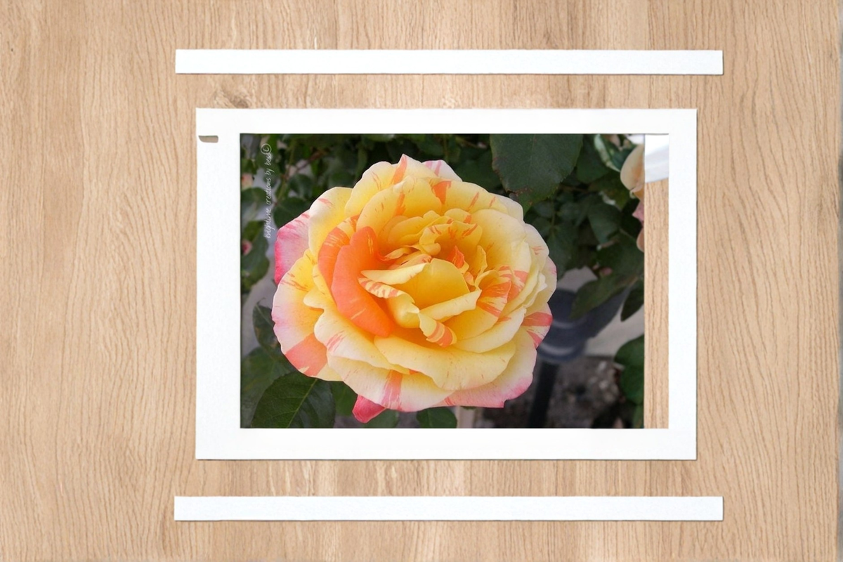 Yellow and Pink Rose Seeds – Rare Two-Tone Rosa spp. Flowering Plant for Garden, Landscape, and Flower Beds
