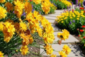 Early Sunrise Coreopsis Live Plants – 3 Rooted Starters in 1 Qt Pots, Yellow Perennial Flower, Herbaceous Plant, Coreopsis grandiflora
