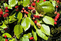 Early Bird Mulberry Tree Live Plant, Fruiting Tree for Backyard Garden & Container, Morus spp.