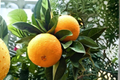 Washington Navel Orange Tree Live Plant, 3-Gallon Bearing Citrus Tree, Sweet Orange Fruit, Evergreen Citrus, Citrus sinensis