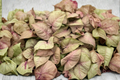 Syngonium Neon Pink Live Plant, 2-Inch Pot, Pink Arrowhead Tropical Houseplant, Syngonium podophyllum 'Neon Pink'