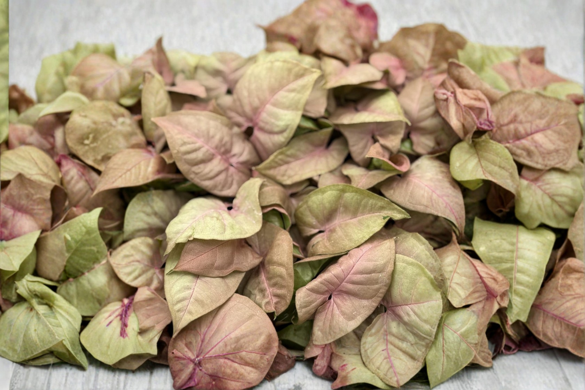 Syngonium Neon Pink Live Plant, 2-Inch Pot, Pink Arrowhead Tropical Houseplant, Syngonium podophyllum 'Neon Pink'