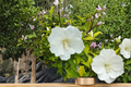 Diana Rose of Sharon Live Plant 2 Gallon Hibiscus syriacus White Summer Blooming Shrub
