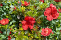 Girard’s Hot Shot Azalea 1 Gallon Live Plant - Red Flower Evergreen Rhododendron Shrub for Shade Gardens