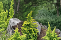 Hinoki Cypress Well’s Special Live Plant – 10 Inch Evergreen Conifer, Dense Foliage, Chamaecyparis obtusa, 1 Gallon Pot