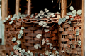 String of Hearts Live Plant – 4 Inch Pot, Ceropegia woodii, Trailing Succulent, Heart-Shaped Leaves, Indoor Hanging Basket Plant