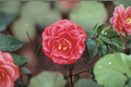Japanese Camellia ‘Lady Laura Red’ 1 Gallon Live Plant – Camellia japonica Red Evergreen Flowering Shrub
