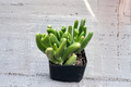 Gollum Jade Succulent Plant, 2 Inch Pot, Crassula ovata ‘Gollum’, Indoor Outdoor Houseplant, Shrek Ear, Unique Tubular Leaves
