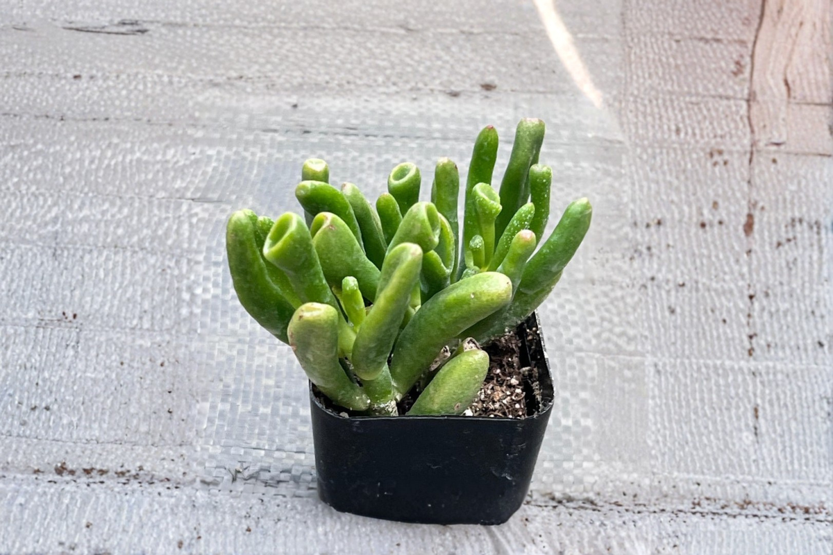 Gollum Jade Succulent Plant, 2 Inch Pot, Crassula ovata ‘Gollum’, Indoor Outdoor Houseplant, Shrek Ear, Unique Tubular Leaves