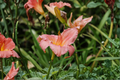 Rosy Returns Daylily Live Plants – 3 Rooted Starter Plants in 1 Qt Pots, Pink Reblooming Perennial, Hemerocallis