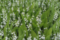 Lily of the Valley Bare Root Plants – Convallaria majalis White Fragrant Shade Ground Cover – 20 Plants