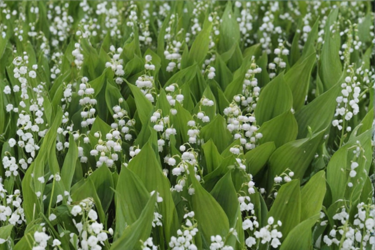 Lily of the Valley Bare Root Plants – Convallaria majalis White Fragrant Shade Ground Cover – 20 Plants