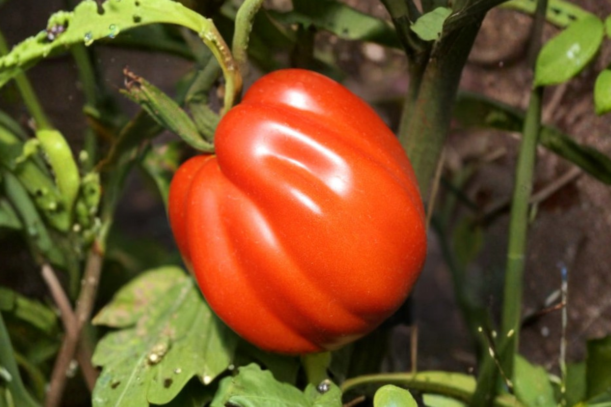 Goldman’s Italian American Tomato Seeds - Heirloom Beefsteak Variety for Large Garden Tomatoes, Solanum lycopersicum, 20 Seeds