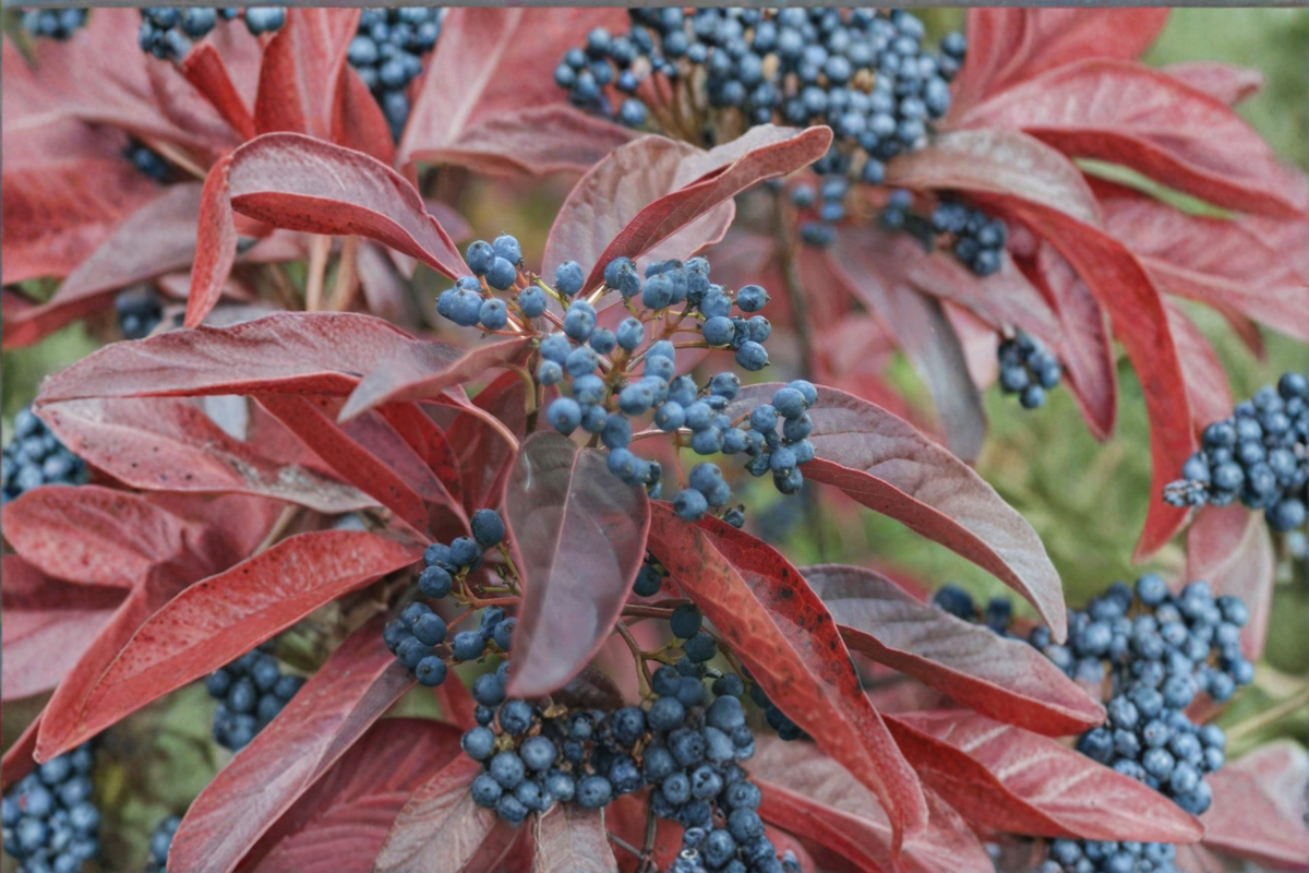 Winterthur Viburnum Native Shrub 2 Gallon – Viburnum nudum White Flowering Berries, Multi-Season Interest Landscape Plant