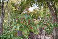 Female Longstalk Holly Live Plant – 2 Gallon Ilex pedunculosa Evergreen Shrub with Red Berries for Landscape and Garden
