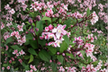 Nikko Blush Deutzia Live Plant – 1 Gallon Pink White Flowering Shrub, Deciduous Garden Plant, Deutzia crenata