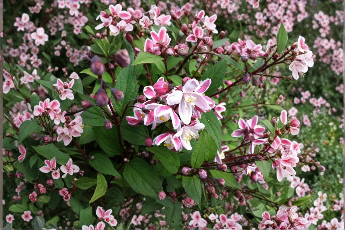 Nikko Blush Deutzia Live Plant – 1 Gallon Pink White Flowering Shrub, Deciduous Garden Plant, Deutzia crenata