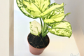 Super White Aglaonema Live Plant, 2-Inch Indoor Chinese Evergreen, White Variegated Foliage, Tropical Houseplant