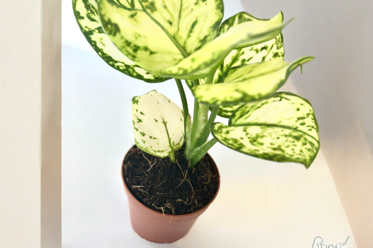 Super White Aglaonema Live Plant, 2-Inch Indoor Chinese Evergreen, White Variegated Foliage, Tropical Houseplant