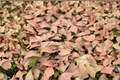 Syngonium Pink Perfection Live Plant, Rare Pink Arrowhead Tropical Houseplant in 2-Inch Pot