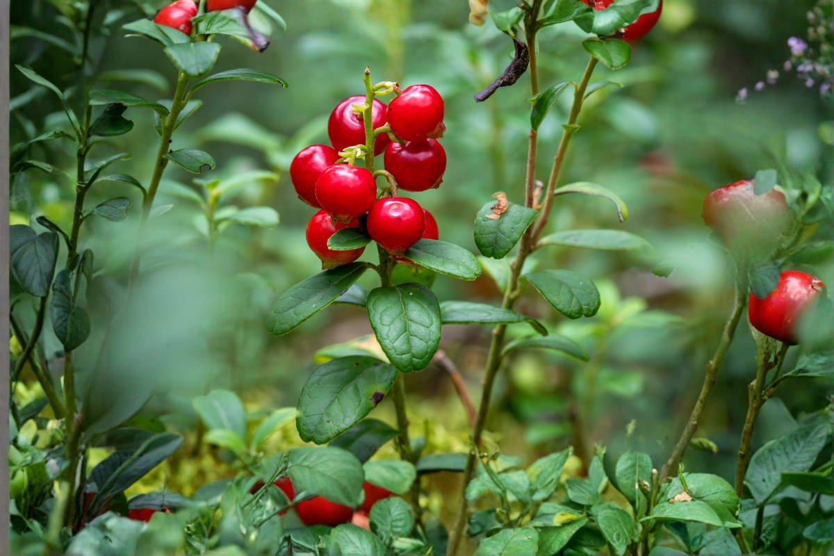 Lingonberry Bare Root Rhizomes – Vaccinium vitis-idaea Live Plant for Edible Landscapes & Gardens