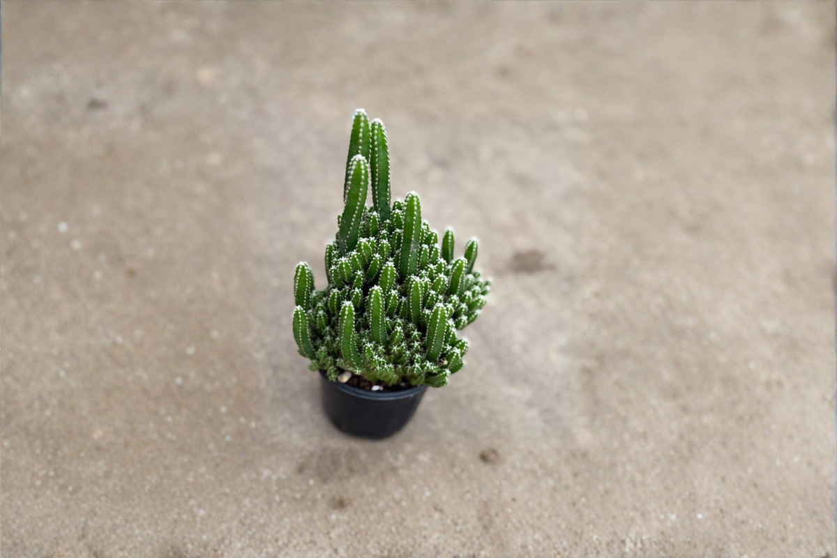 Fairy Castle Cactus Live Plant – Mini Succulent Indoor Cactus – Acanthocereus tetragonus – Easy Care Houseplant for Home & Office Decor