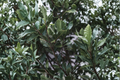 Live Bay Leaf Tree Plant – 2–4 Inch Young Laurus nobilis Evergreen Aromatic Foliage for Herb Gardens & Containers