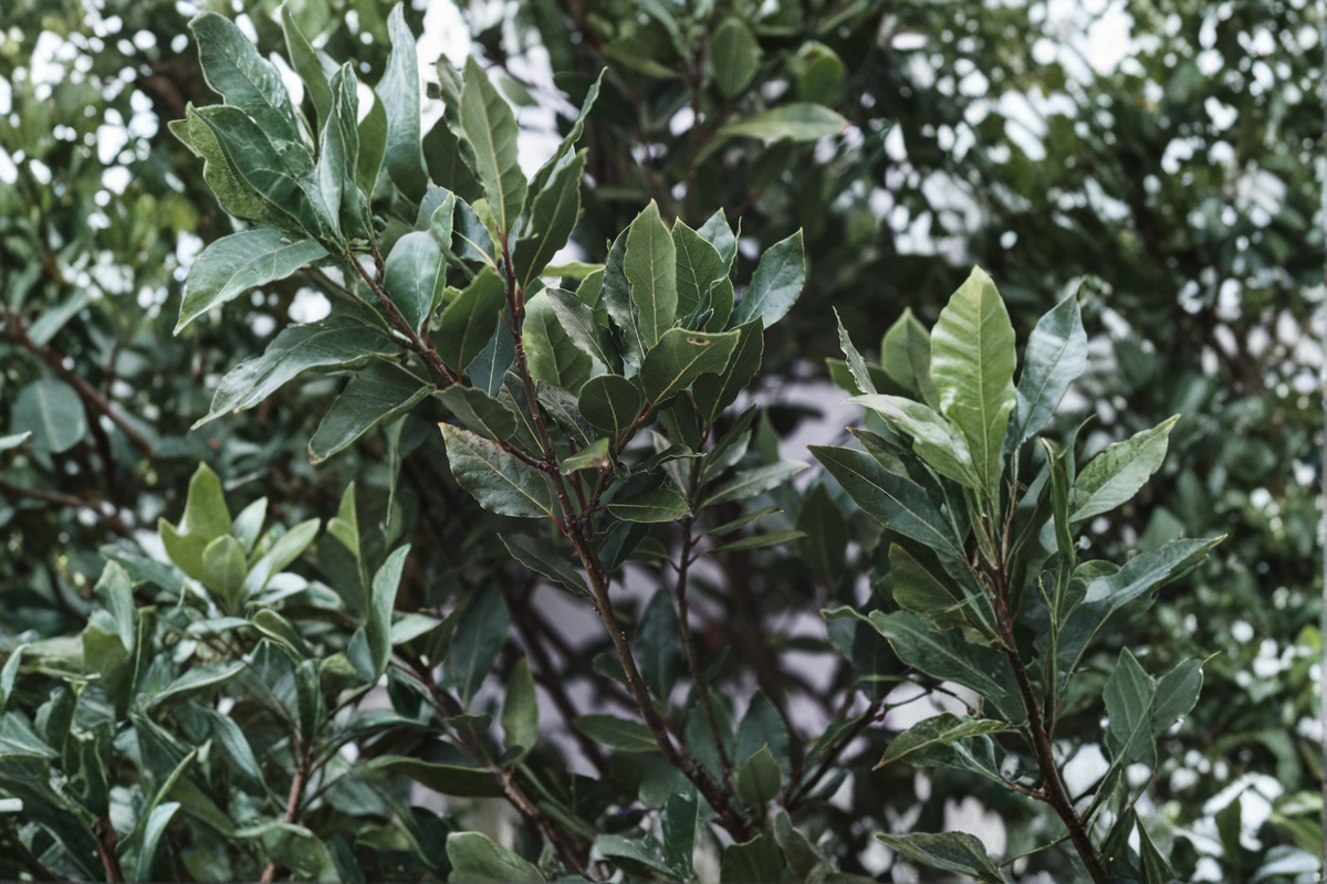 Live Bay Leaf Tree Plant – 2–4 Inch Young Laurus nobilis Evergreen Aromatic Foliage for Herb Gardens & Containers