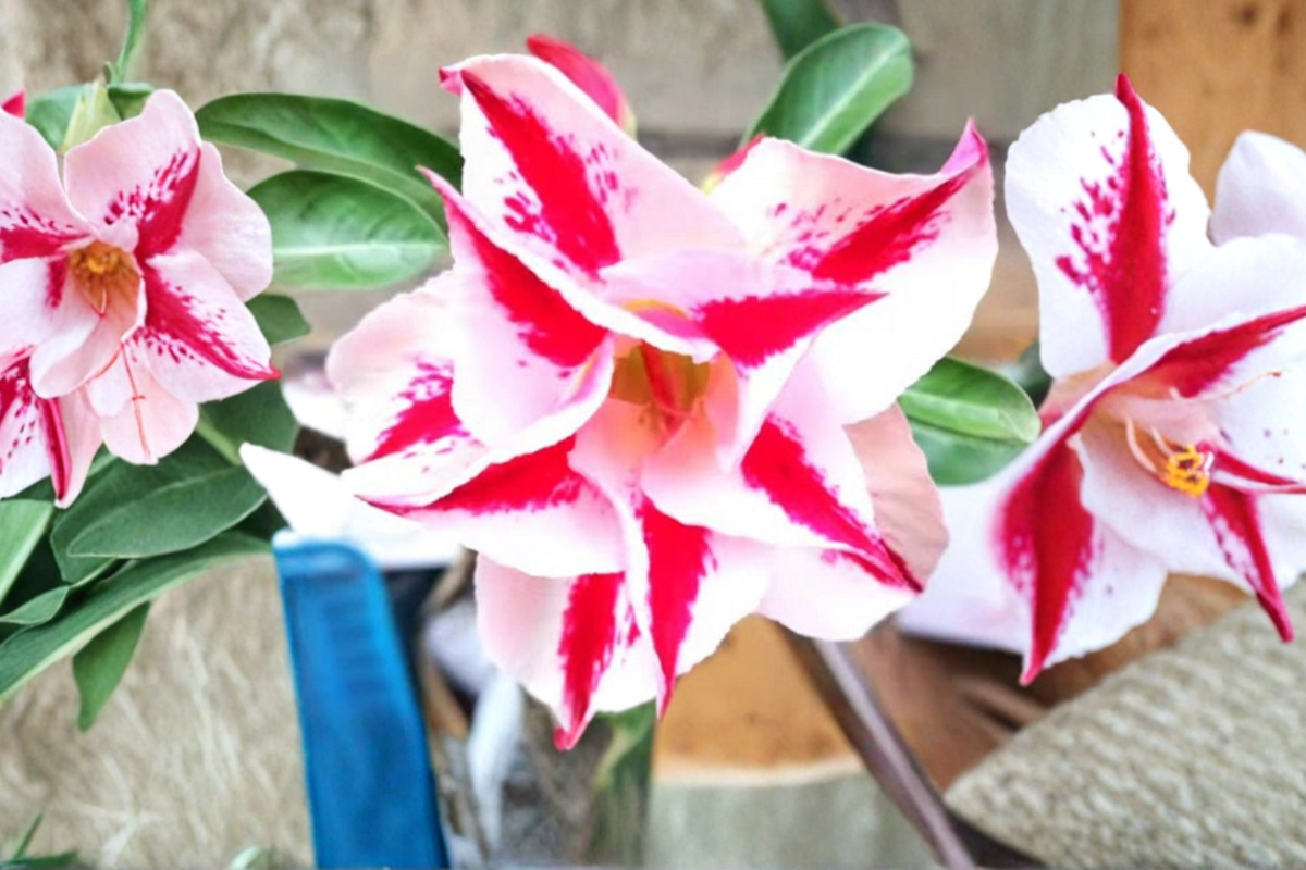 Star Crown Desert Rose Seeds, Adenium Obesum, Mixed Color, Succulent Caudex Plant, 10 Seeds