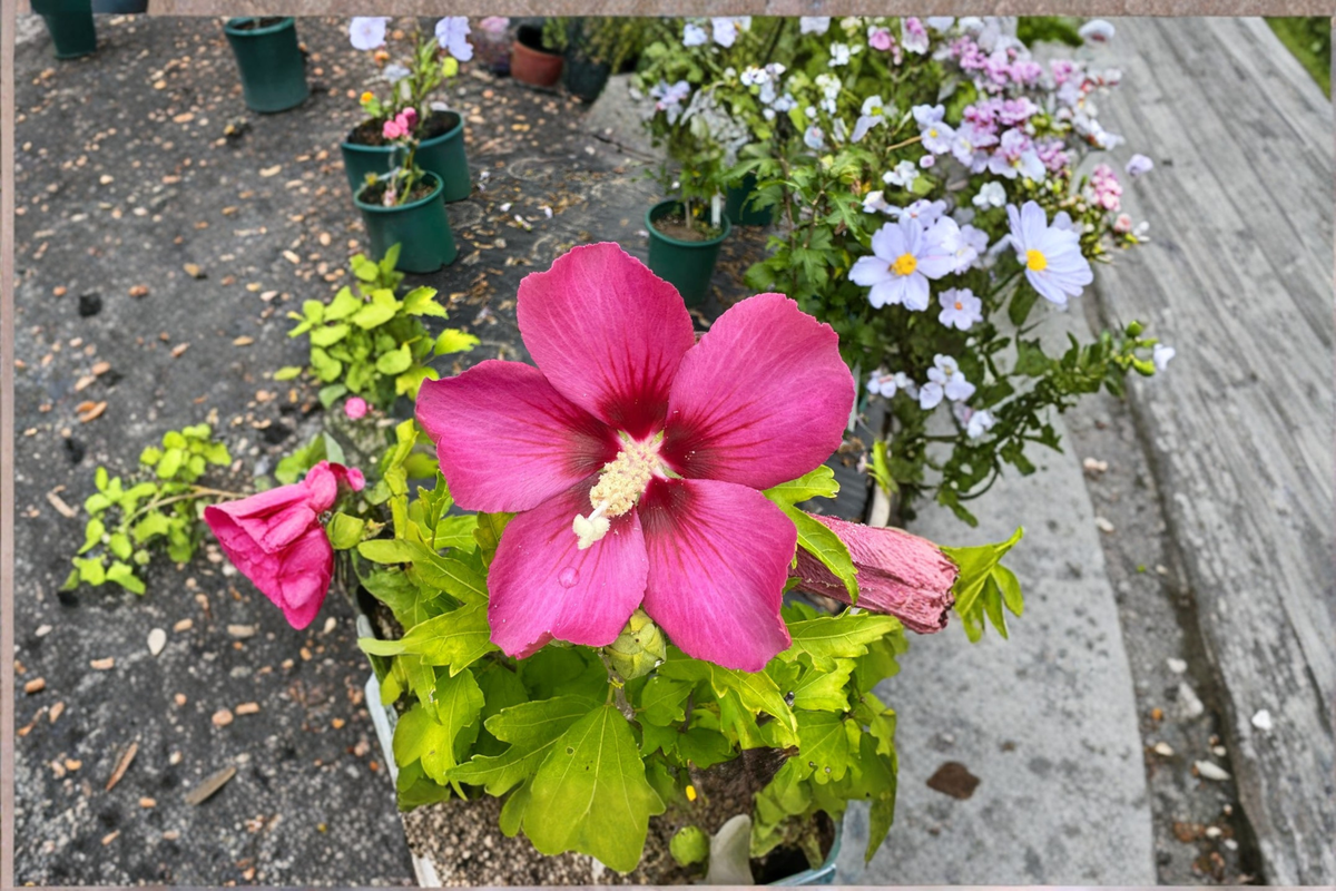 Rubis Rose of Sharon Live Plant 2 Gallon Pot, Hibiscus syriacus ‘Rubis’, Red Flowers, Deciduous Shrub for Garden Landscape