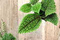 Live Pilea Mollis Houseplant, 2.5-Inch Pot, Moon Valley Friendship Plant, Pet-Friendly Indoor Foliage, Tropical Houseplant