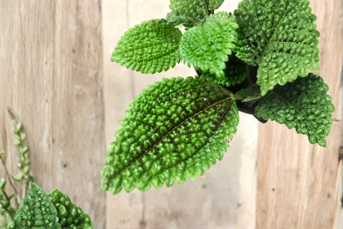 Live Pilea Mollis Houseplant, 2.5-Inch Pot, Moon Valley Friendship Plant, Pet-Friendly Indoor Foliage, Tropical Houseplant