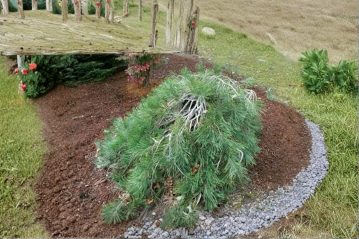 Pendula Japanese Red Pine Live Plant – 24 Inch Weeping Evergreen Conifer, Pinus densiflora ‘Pendula’ for Garden, Bonsai & Landscape