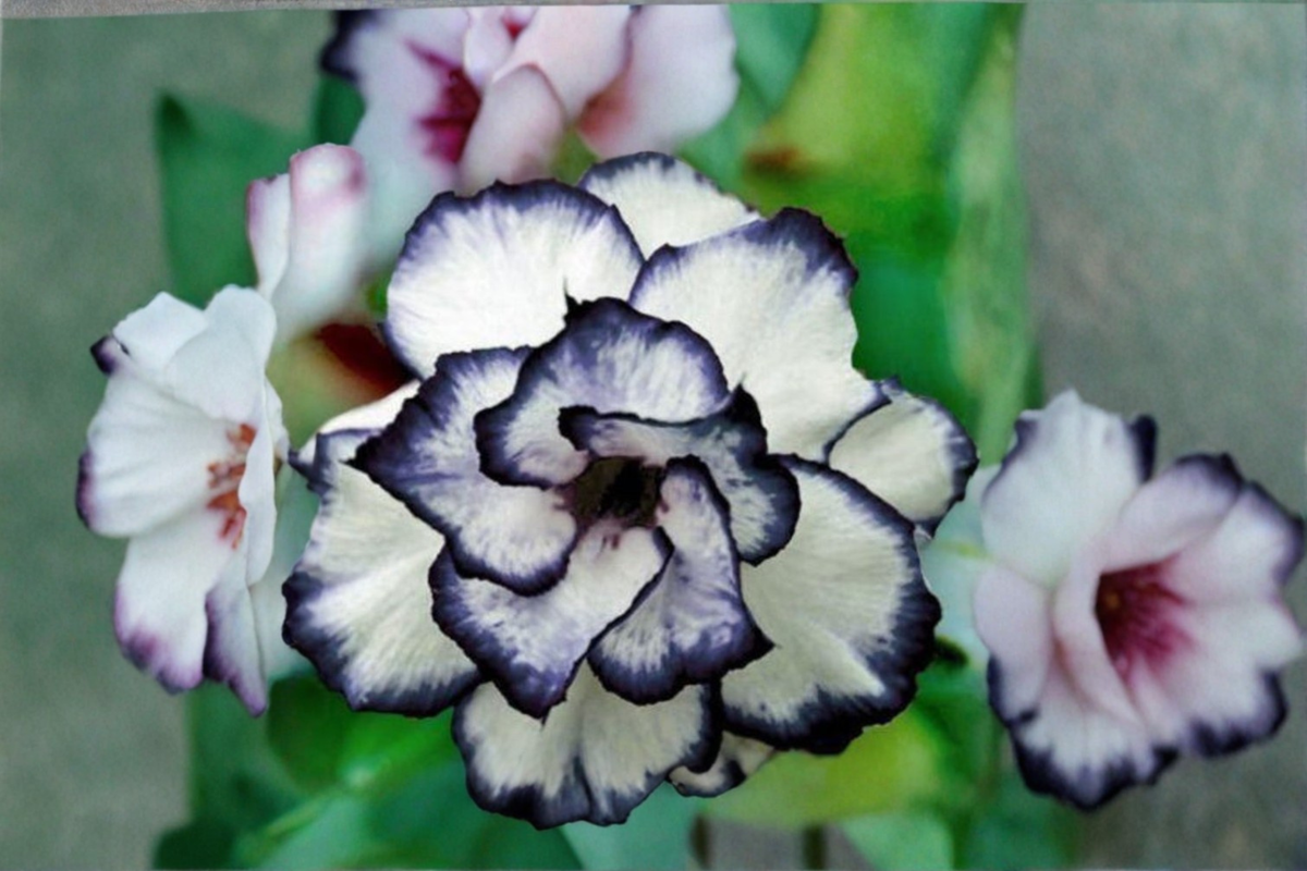 Black and White Rose Seeds – Ornamental Flower Bush for Outdoor Garden Planting, Rosa spp.