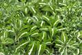 Syngonium Wendlandii Live Plant, Rare Arrowhead Tropical Houseplant in 2-Inch Pot, Rooted Foliage, Indoor Decor