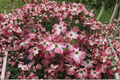 Dogwood ‘Cherokee Chief’ Live Plant – 1 Gallon Red Flowering Tree for Spring Garden Landscape Cornus florida