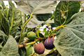 Ischia Fig Tree Live Starter Plant – Ficus carica – Self-Pollinating Edible Fruit Tree