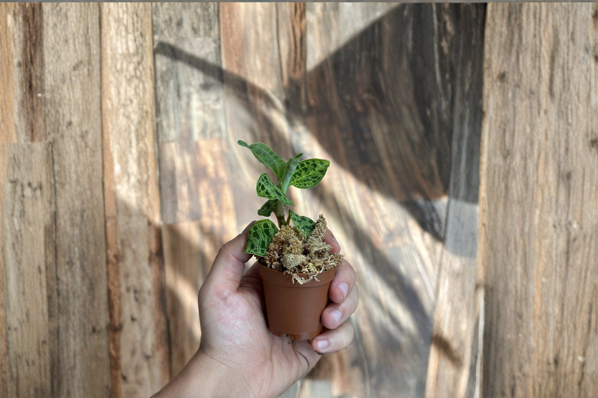 Macodes Petola Lightning Jewel Orchid Live Plant - Rare Houseplant, Compact, Green Foliage with Gold Veining, Orchid Gift
