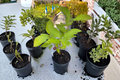 Prairie Fire Dogwood Live Plant 1 Gallon Pot – Cornus alba ‘Prairie Fire’ Red Twig Shrub for Winter Color & Landscape Design